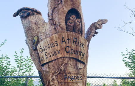 ESSEX TREE CARVING BRADY'S DRUG STORE